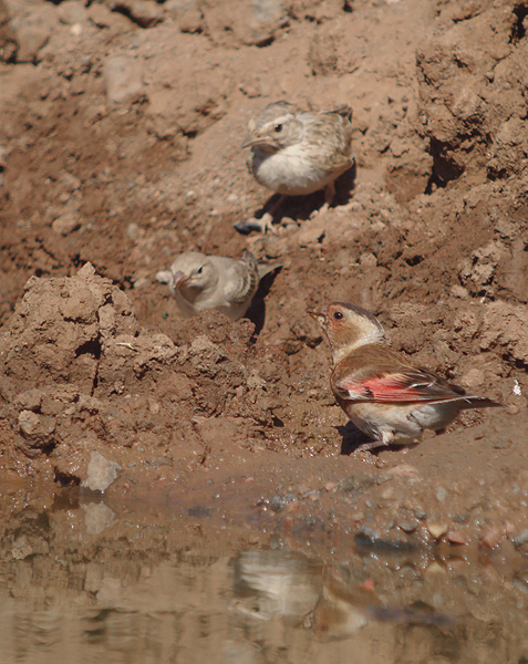 Rode bergvink / Crimson-winged Finch