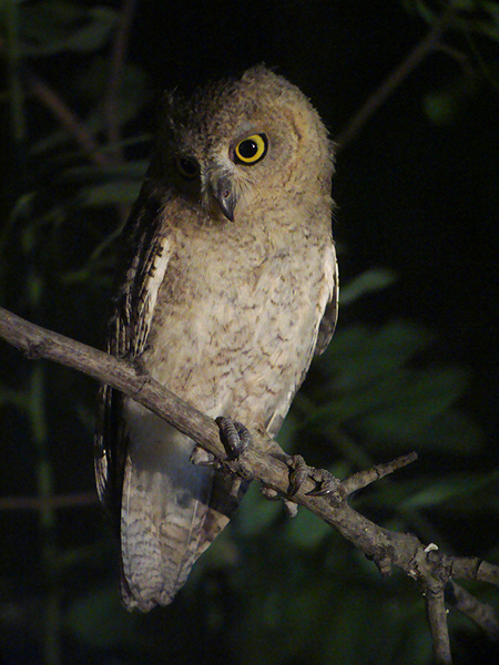 Gestreepte dwergooruil / Pallid Scops Owl