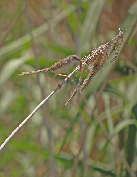 Gestreepte prinia3.jpg