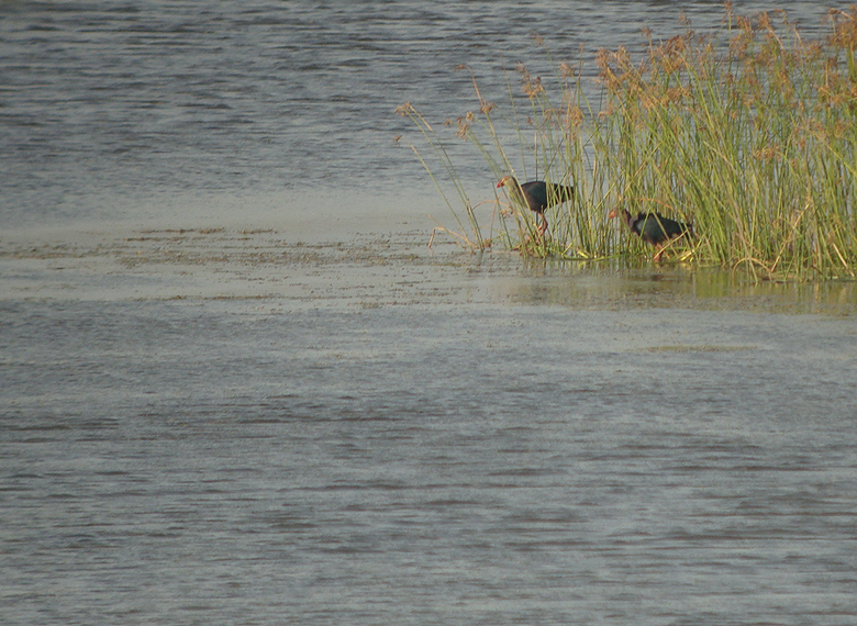 Grijskoppurperkoet / Grey-headed Swamphen