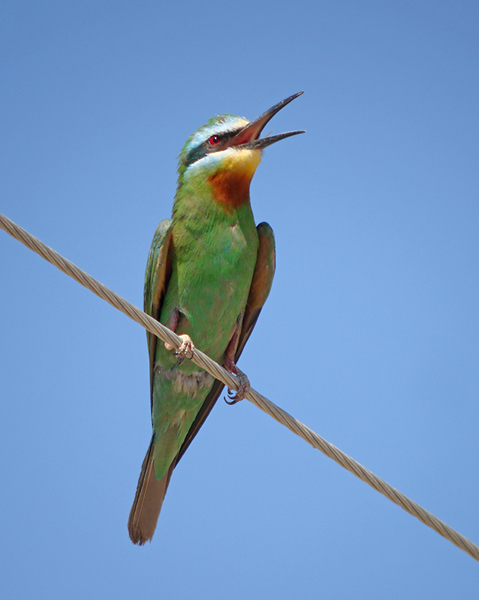 Groene Bijeneter / Blue-cheeked Bee-eater