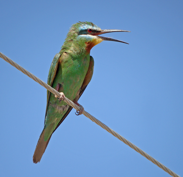 Groene Bijeneter / Blue-cheeked Bee-eater