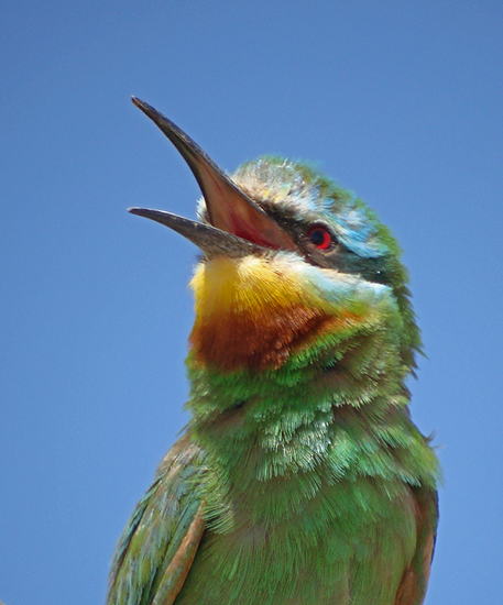 Groene Bijeneter / Blue-cheeked Bee-eater