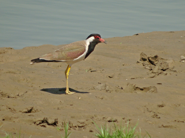 Indische kievit / Red-wattled Lapwing