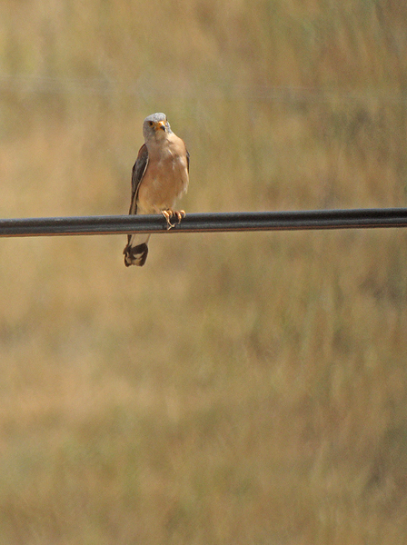 Kleine torenvalk / Lesser Kestrel