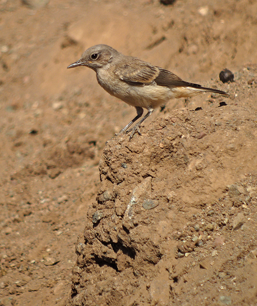 Westelijke roodstaarttapuit / Kurdistan Wheatear