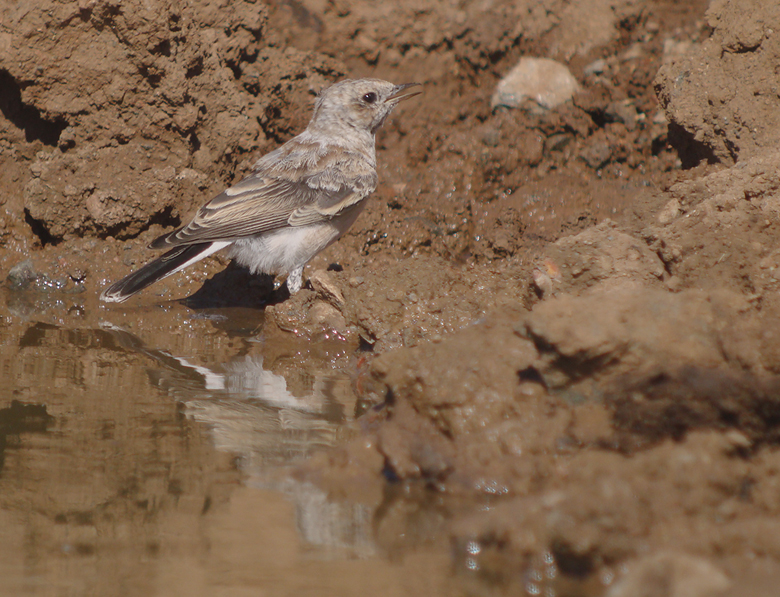 Oostelijk blonde tapuit / Eastern Black-eared Wheatear