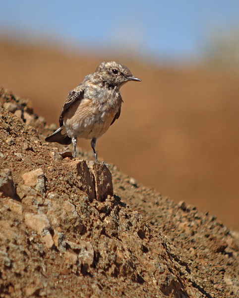 Oostelijk blonde tapuit / Eastern Black-eared Wheatear