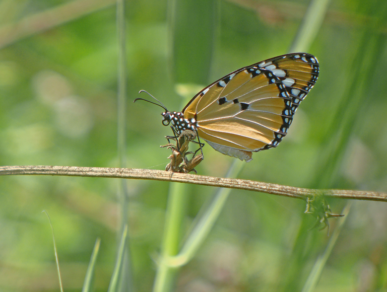Kleine monarch / Plain Tiger