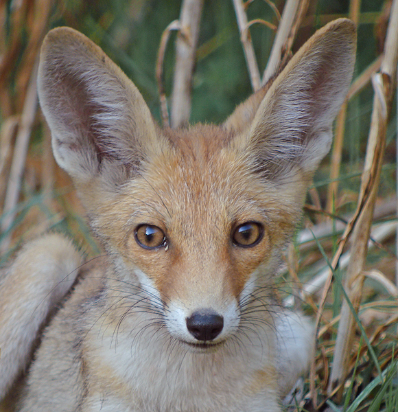 Vos / Red Fox