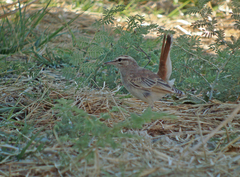 Rosse waaierstaart / Rufous-tailed Scrub Robin