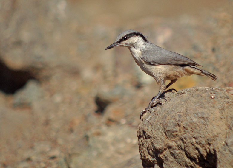 Rotsklever / Western Rock Nuthatch