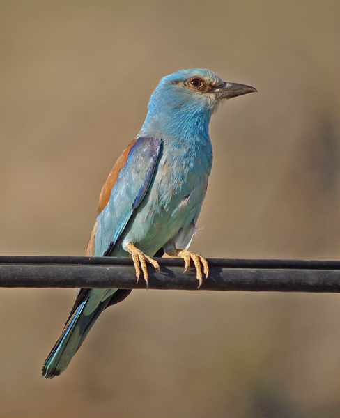 Scharrelaar / European Roller