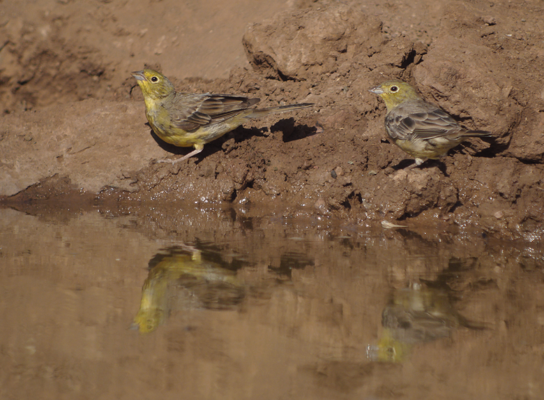 Smyrnagors / Cinereous Bunting