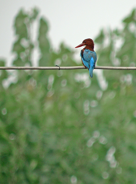 Smyrnaijsvogel / White-throated Kingfisher
