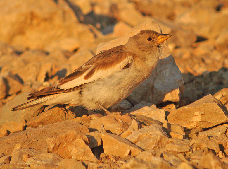 Sneeuwvink / White-winged Snowfinch