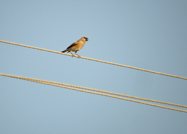 Vale woestijnvink / Desert Finch