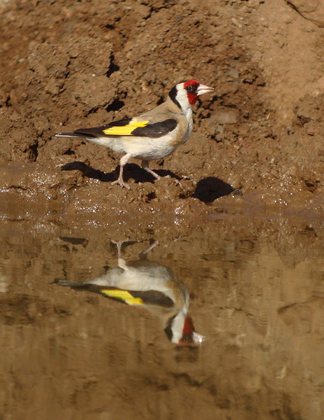 Putter / European Goldfinch
