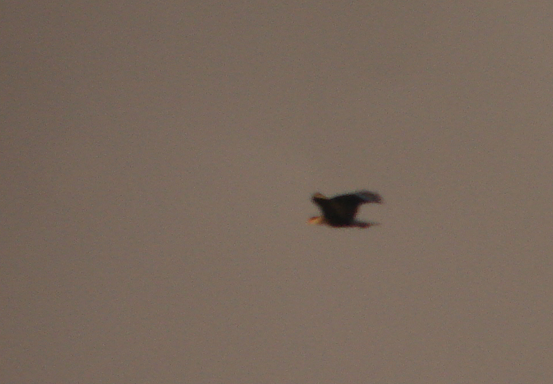 Crested Caracara