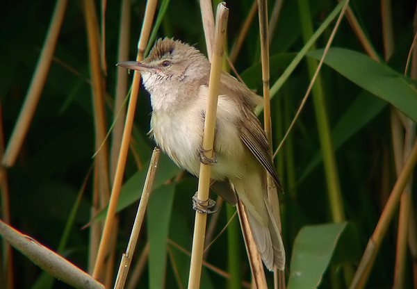 Grote karekiet / Great Reed Warbler