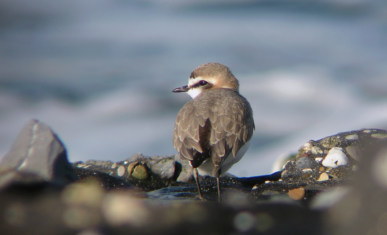 Strandplevier / Kentish Plover