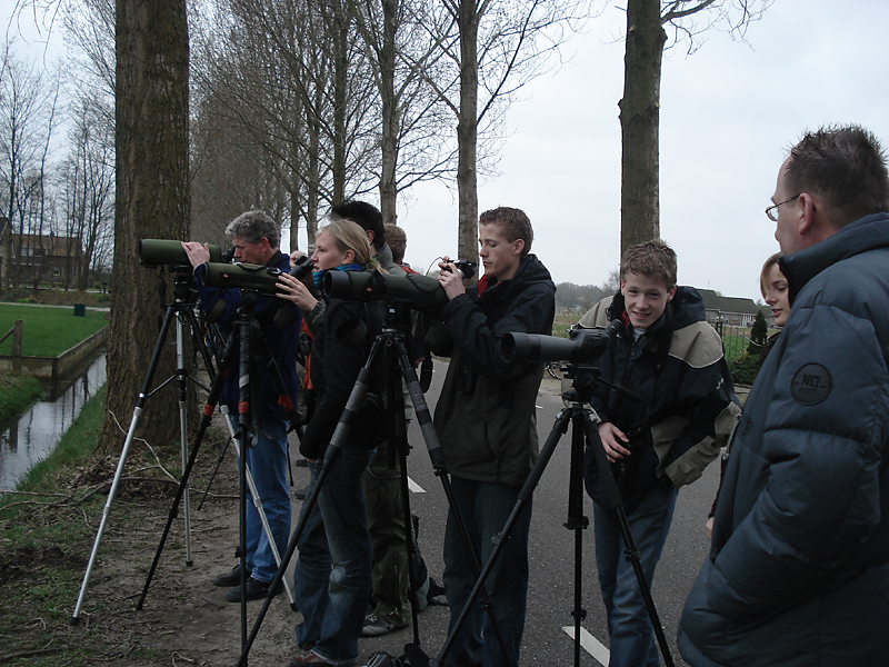 2007 Steppekievit / Sociable Lapwing