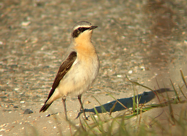 Tapuit / Common Wheatear