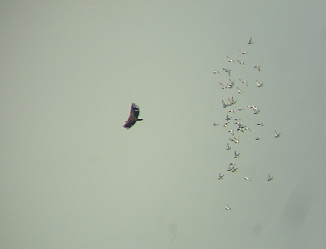 Vale gier / Griffon Vulture