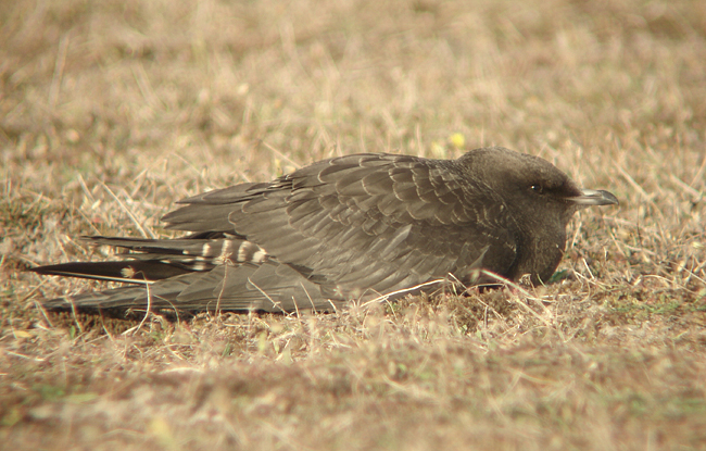 Kleinste jager / Long-tailed Skua