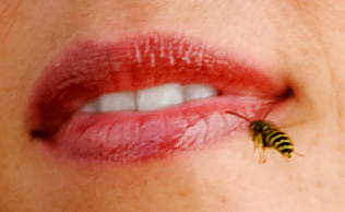 IMG_7230WaspCrop.jpg