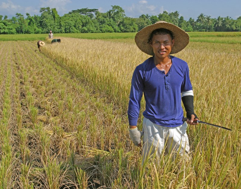 Harvesting Rice 01