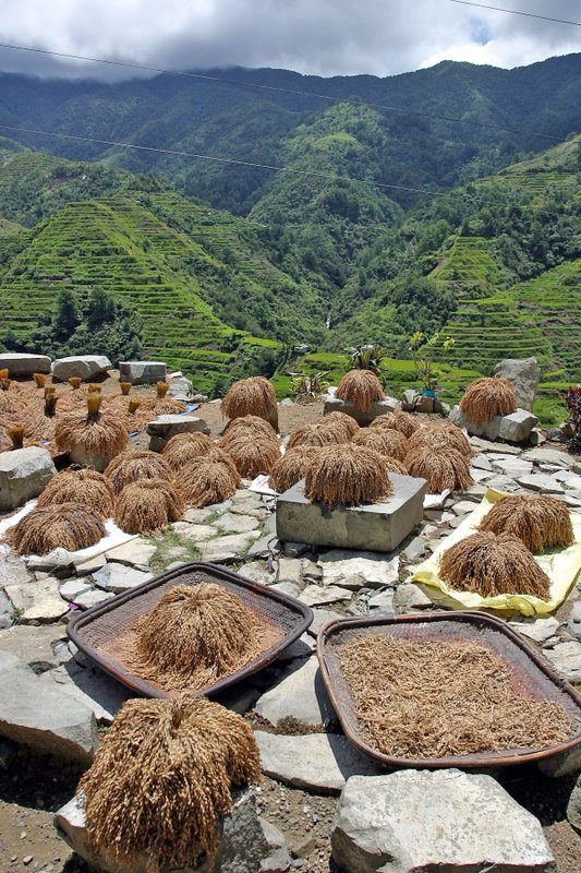 Upland Rice drying in Banaue 02