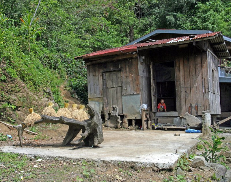 drying upland rice in their front yard near Banaue