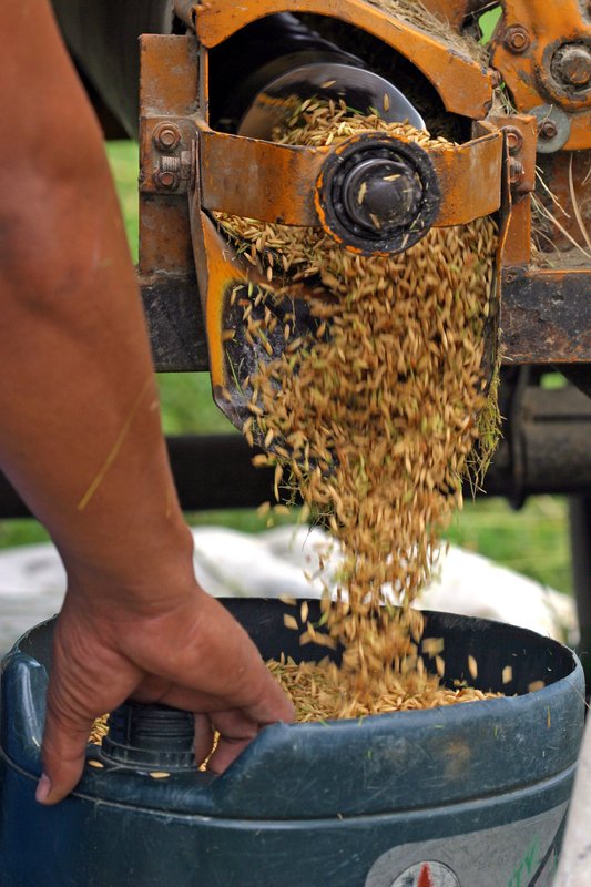 output of the rice thresher