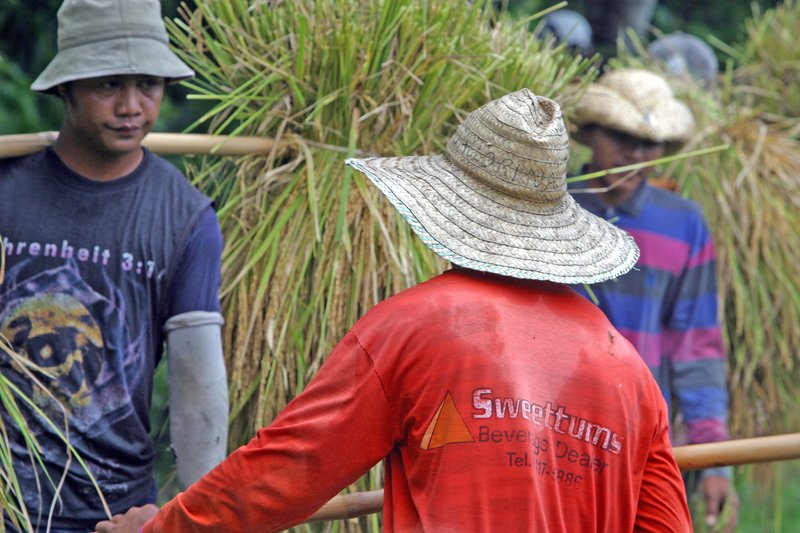  3 guys carrying rice bundles