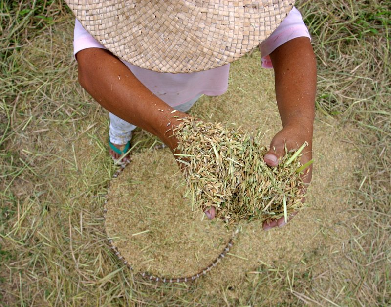 dropping palay for winnowing