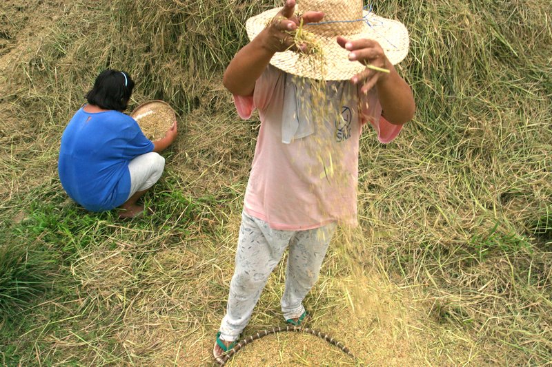 Two women winnowing rice