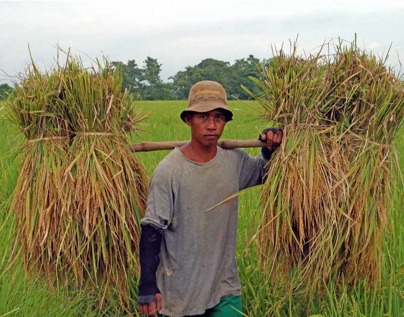 solo carry rice 01