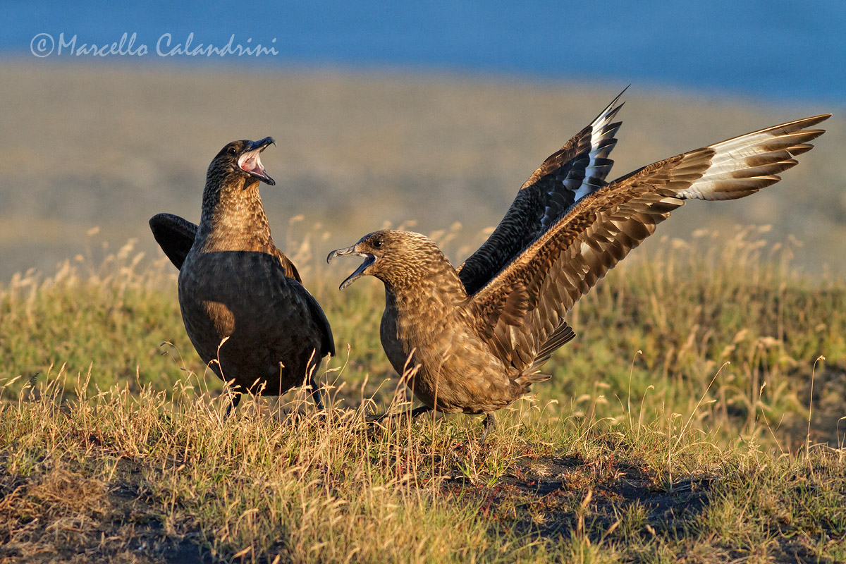 Skua2_MG_6535.jpg