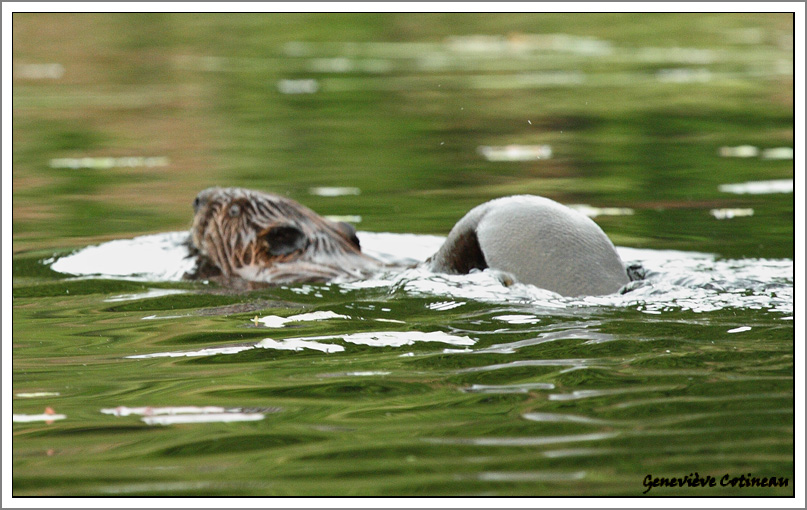 Castor / Castor canadensis