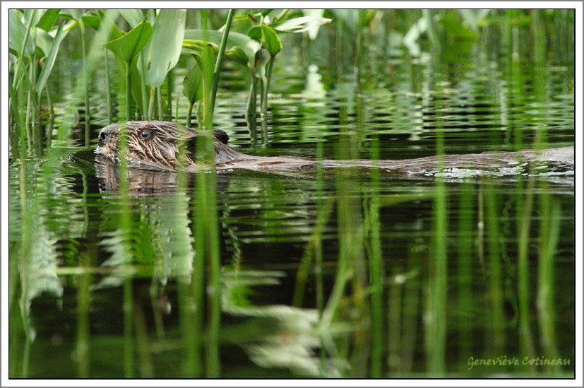 Castor / Castor canadensis