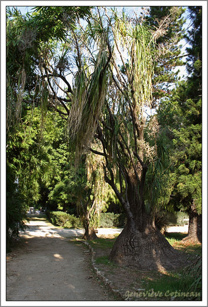 yucca o dracaena?