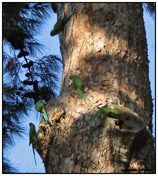 Perruches  collier / Psittacula krameri / parrocchetti dal collare