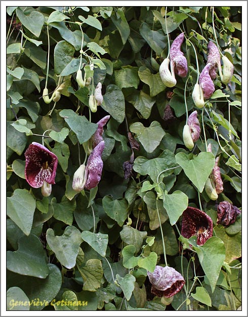 Aristolochia elegans