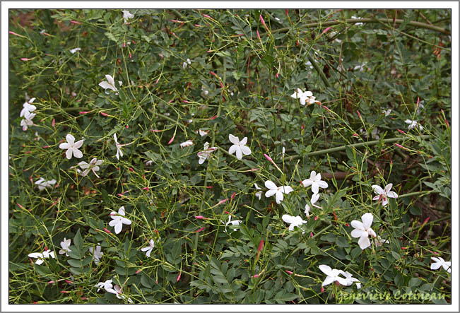 Jasmin / gelsomino