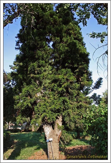 Araucaria columnaris