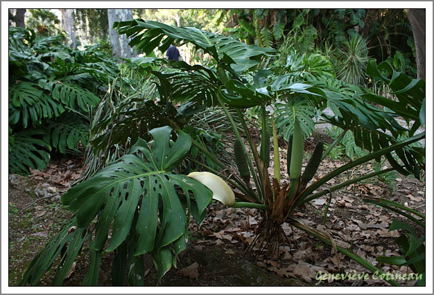 Monstera deliciosa