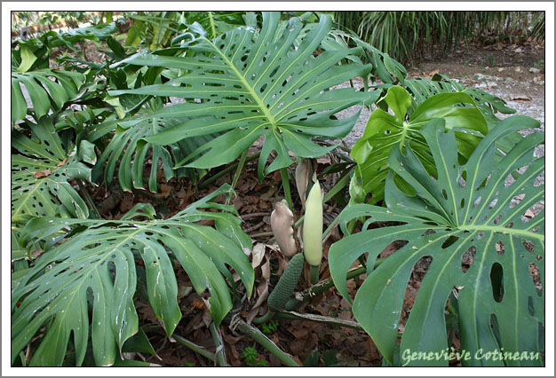 Monstera deliciosa