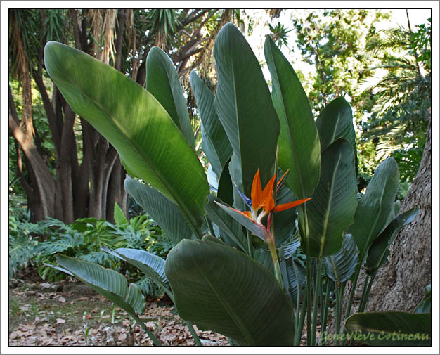 Strelitzia reginae