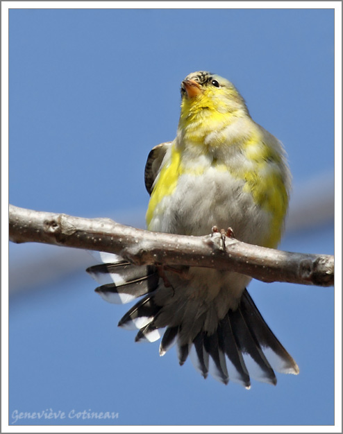 Chardonneret jaune(m)  /  Spinus tristis